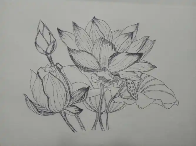 钢笔画线条练习14100