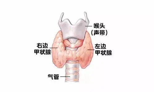 甲状腺是人体重要的内分泌器官,具有摄取,存储碘及合成,分泌甲状腺素