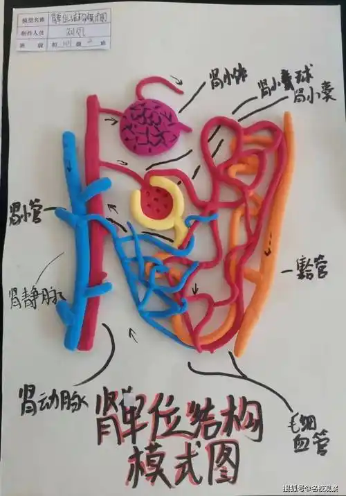 肾单位结构 刘凤(8.2)动物细胞结构 廖家玉(7.7)"建"微知著,见微知著.