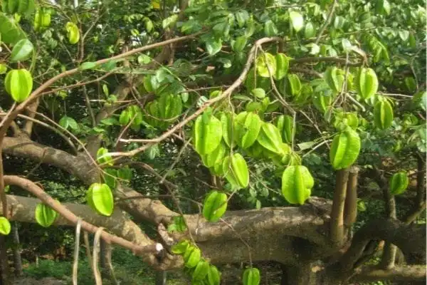 杨桃树风水小科普