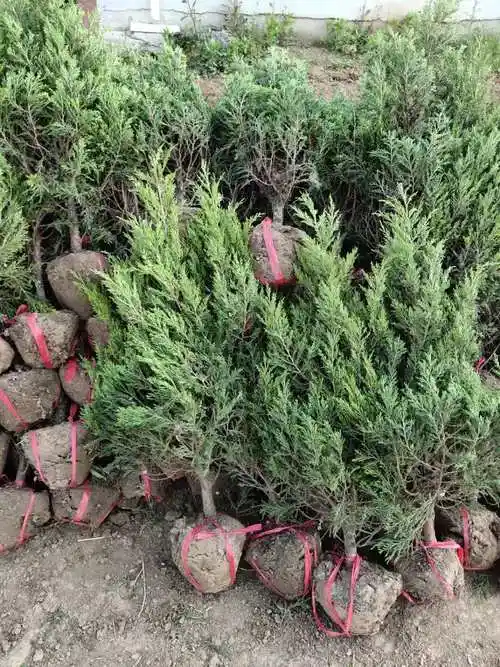 塔柏小苗基地,塔松小苗多少钱一株,塔桧大小规格齐全