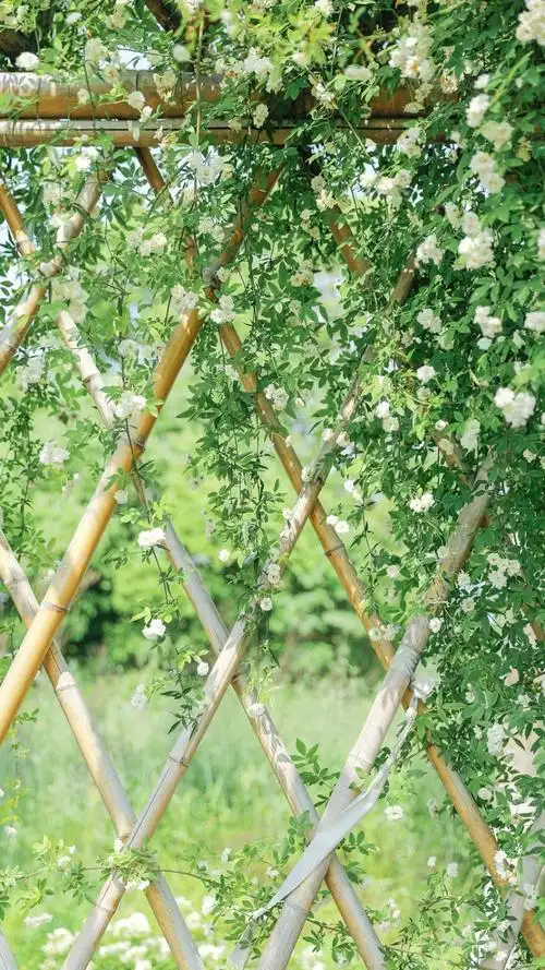 淡雅木香花小清新护眼写真