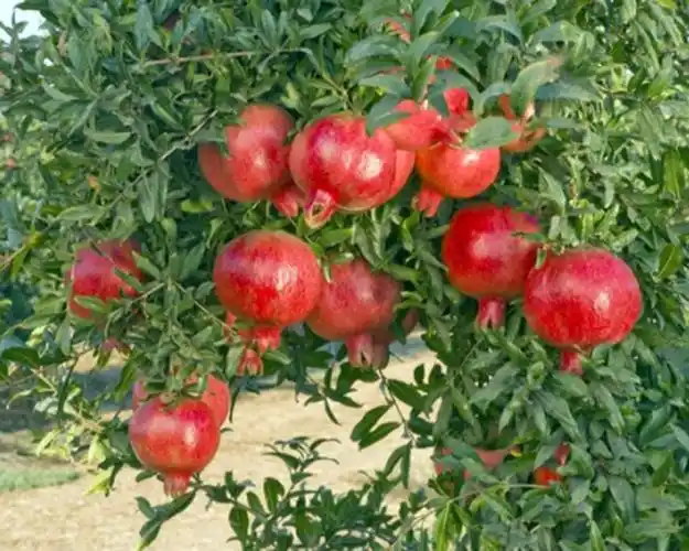 p>石榴属(学名: i>punica /i> linn.):是桃金娘目,千屈菜科的一个属.