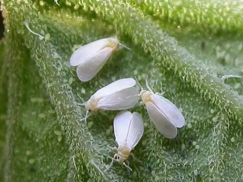 烟粉虱与温室白粉虱有哪些区别?
