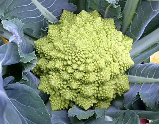 因"长相奇特"被耽误的4种蔬菜,看着没食欲,尝过后就停不下来