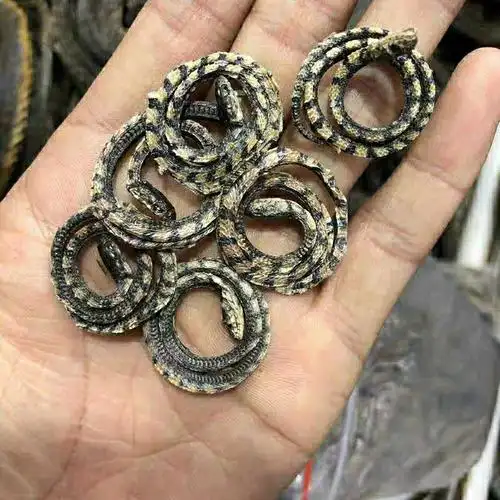 小花蛇 白花蛇干3.3一条 30条邮 中药材白花蛇