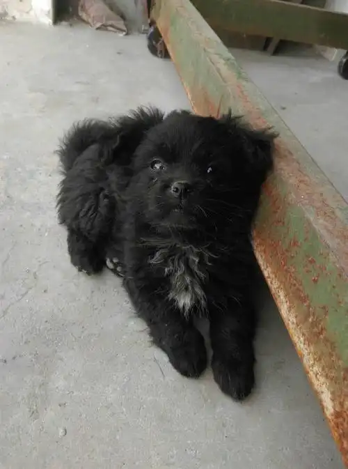 家里跑来一只狗,想问这是什么狗