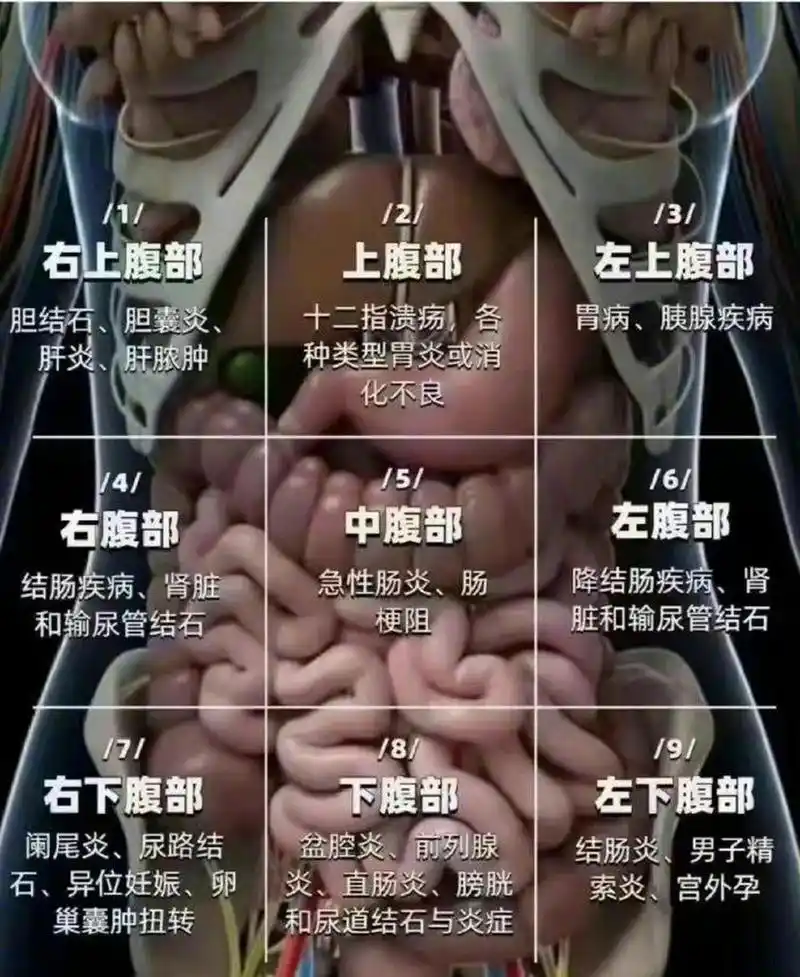 我的胃只有两种状态#【不同位置腹痛可能提示哪些病】腹部位于骨盆和