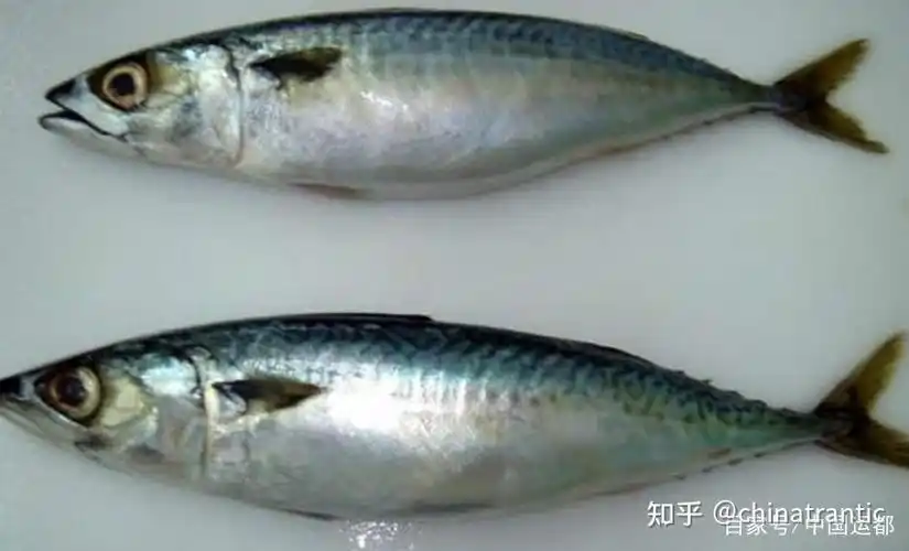 鲅鱼,鲐鲅傻傻分不清?教您一招轻松区分