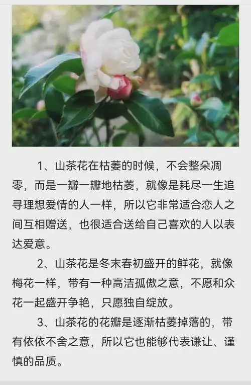 山茶花的花语是什么