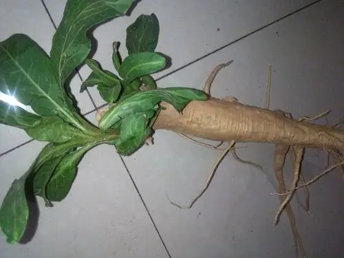 根茎类的植物 是什么药材