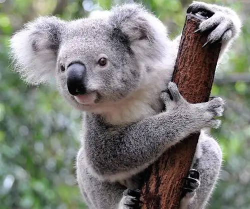 在此您可欣赏澳洲国宝级也是澳洲最具代表性的动物— 无尾熊,可爱的无