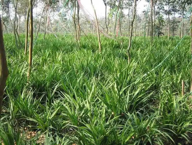 吉祥草(吉祥草)