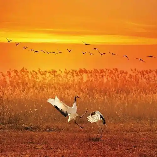 江苏旅游丨盐城的世界自然遗产聚集了许多摄影师用镜头捕捉湿地的美景