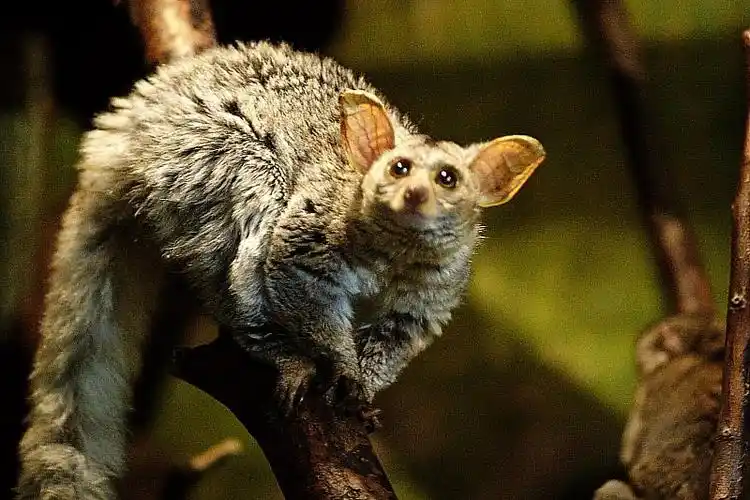 大典前的广场和长安街 北京车展--漂亮mm 动物园夜行馆----高iso