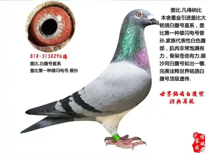 盖比白腹号直系,超级种雄