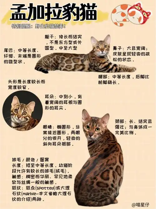 注意:分清楚野生豹猫和宠物豹猫哦!
