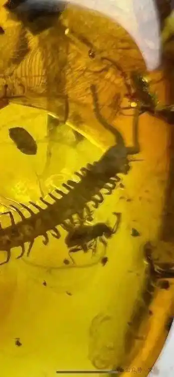 高价买三个虫珀很多网友都说是假的还拿于谦的长颈鹿对比