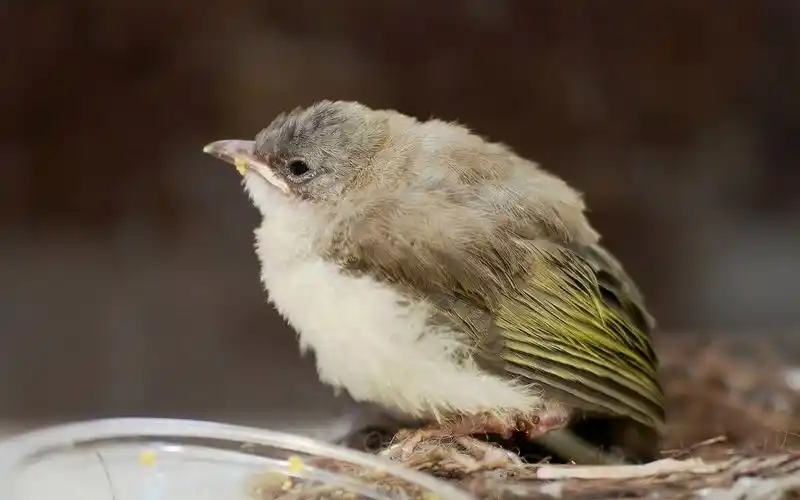 【行为图鉴】白头鹎(幼鸟)感到饿了吃吃吃
