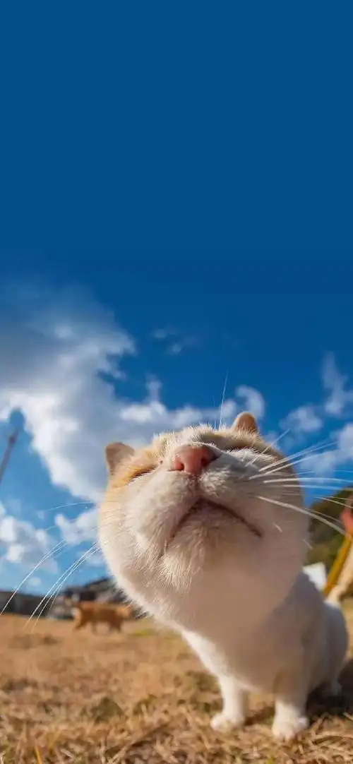 高清图片,手机锁屏桌面-壁纸族苹果12高清壁纸图片个人收藏*iphone 6