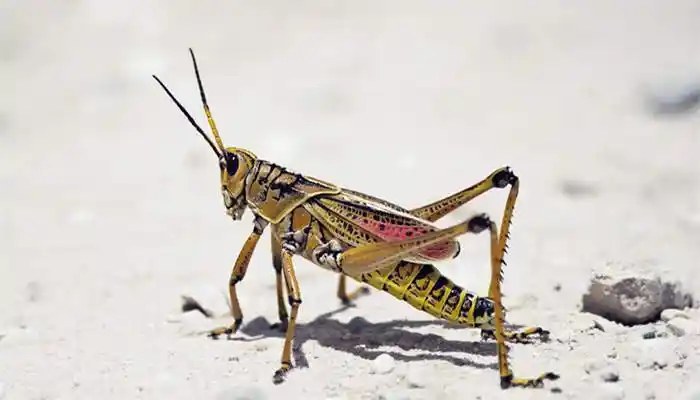 蝗虫主要包括飞蝗和土蝗.