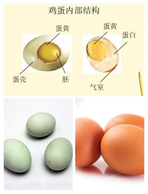 蛋的种类和结构