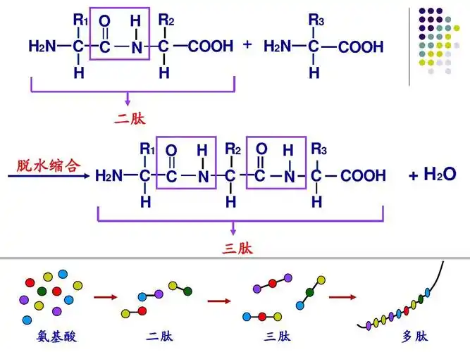蛋白质的结构和功能ppt