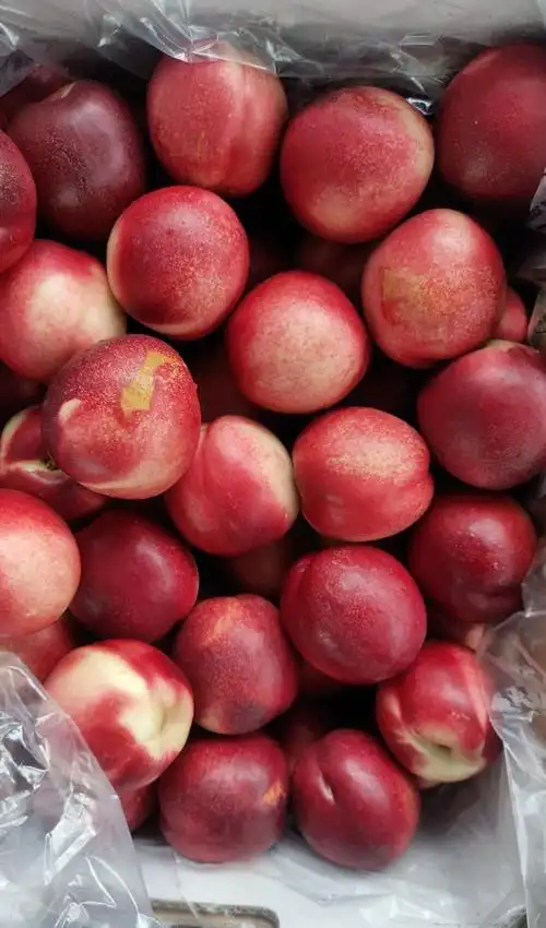 广州集果轩一手货源供应新鲜李子澳洲桃驳李批发电商微商水果连琐超市