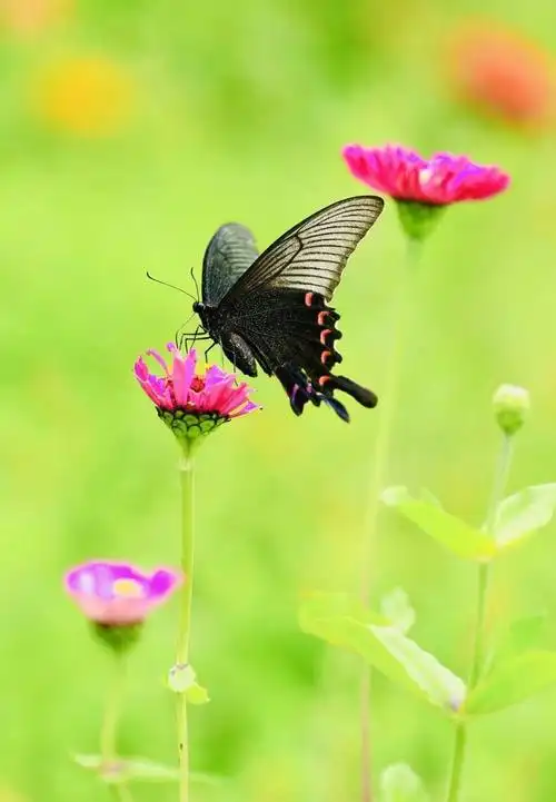 蝶恋花(图片集锦)