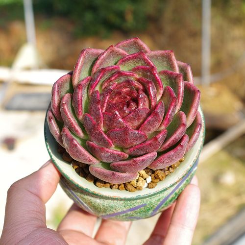 黑水晶玫瑰多肉植物稀有品种室内景观绿植精品花卉绿植盆栽