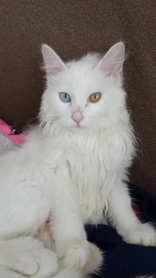 两个月纯白狮子猫找新家