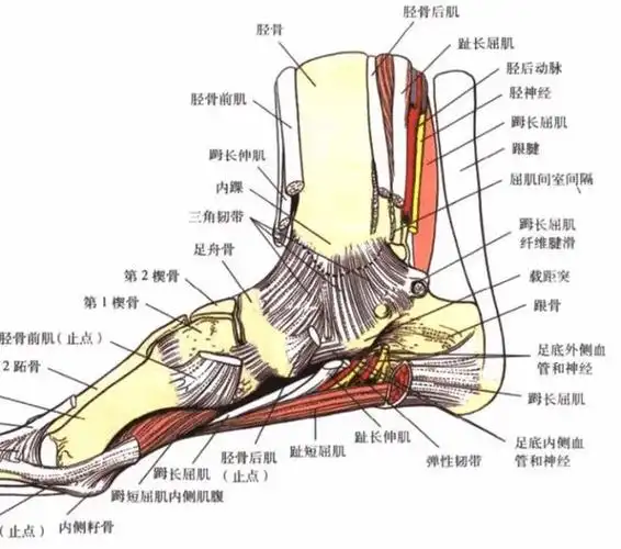 踝关节解剖结构踝关节(ankle joint),由胫,腓骨下端的关节面与距骨