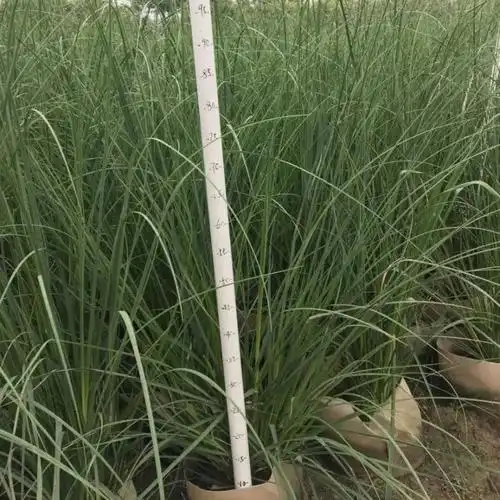 矮蒲苇种植 小区庭院公园观赏绿植路边花坛花镜点缀规格齐全 - 爱企查