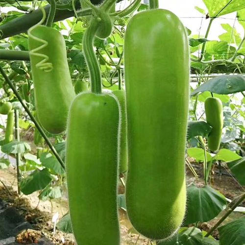 新鲜当季蔬菜嫩长瓢瓜农家现摘葫芦瓜夜开花其它