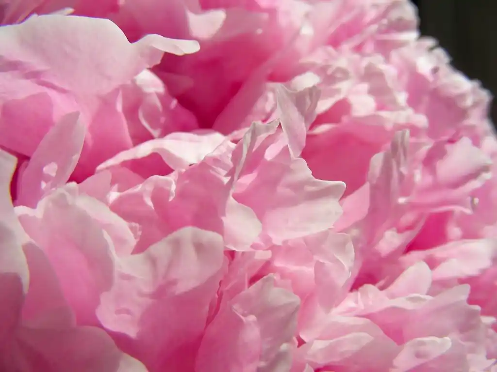 牡丹花瓣,一些漂亮的粉色牡丹花瓣一个特写视图.