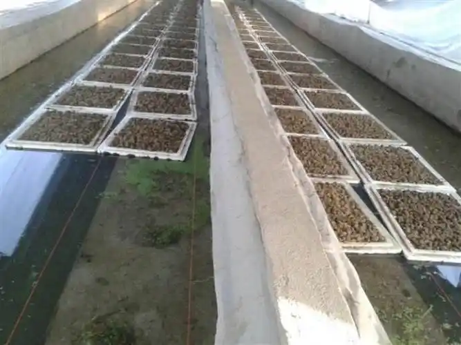 水蛭养殖致富经:从血本无归到年盈利20余万