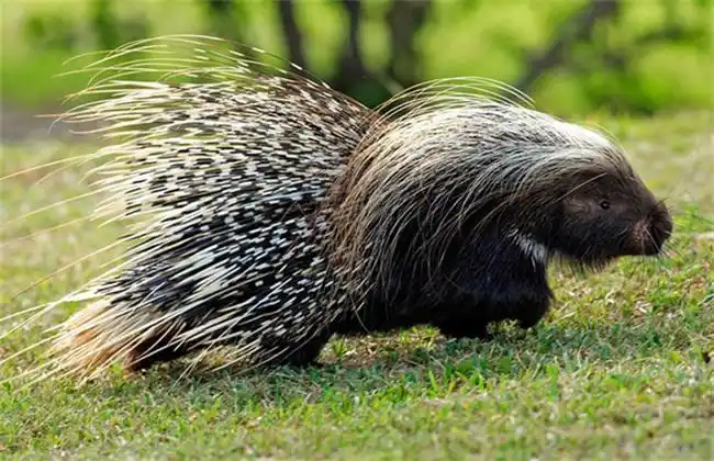 豪猪养殖容易忽视的四个问题