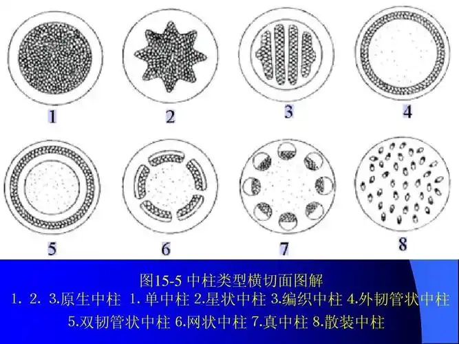 中柱⒋外韧管状中柱 ⒌双韧管状中柱⒍网状中柱⒎真中柱⒏散装中柱
