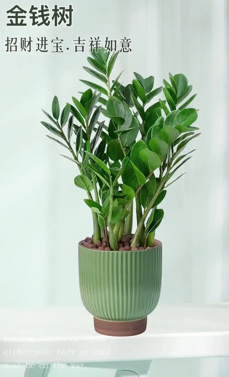 家里放这几款植物～家里运势旺旺旺! 98鸭脚木-招财纳福,旺运旺宅!