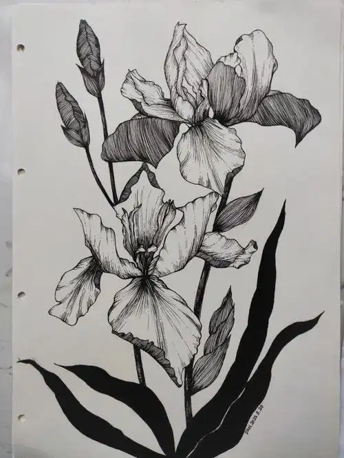 线描鸢尾花步骤