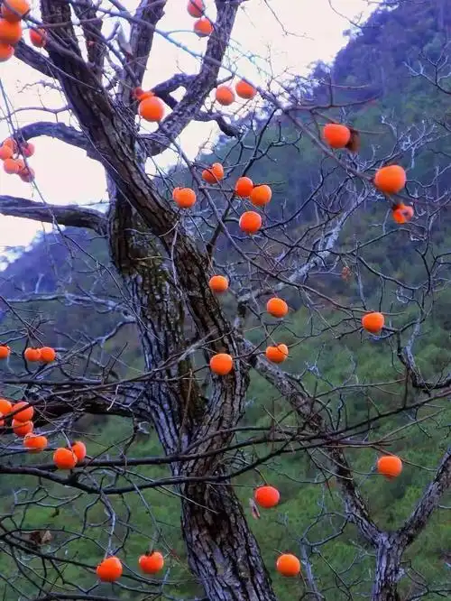 朋友拍摄的红柿子照