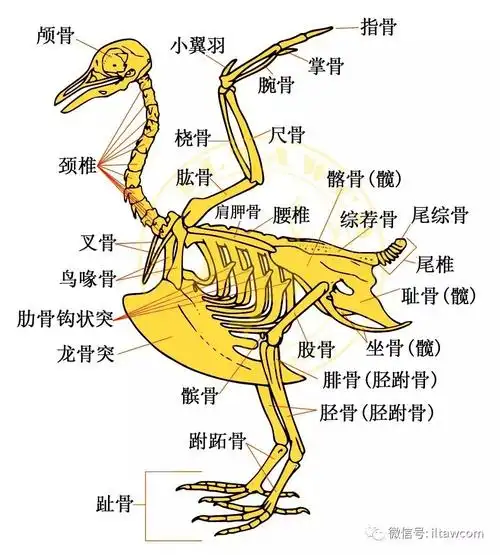 鸟类的结构