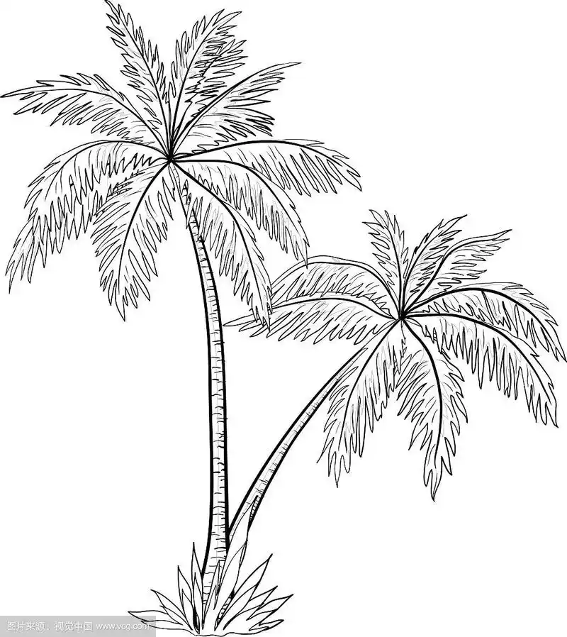 棕榈树轮廓