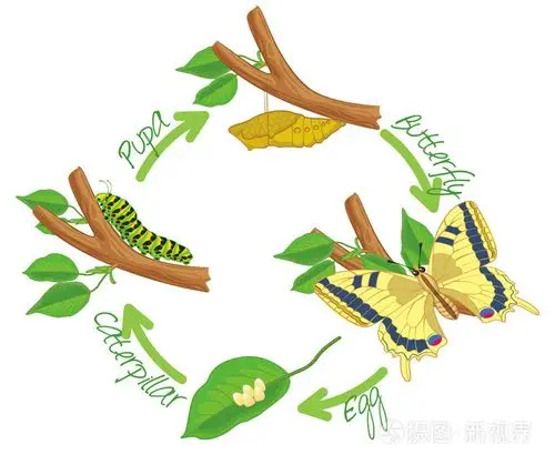 蝴蝶的蜕变插画-正版商用图片08ta6l-摄图新视界
