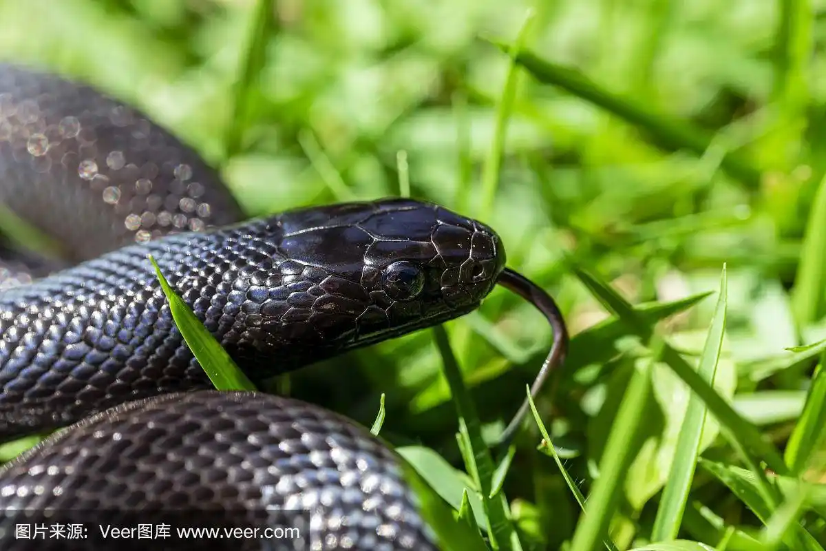墨西哥黑王蛇(lampropeltis getula nigrita)是较大的