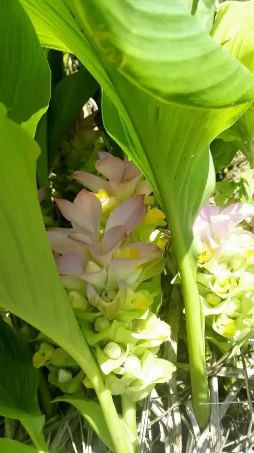 遇见粉红色的郁金 - 美篇