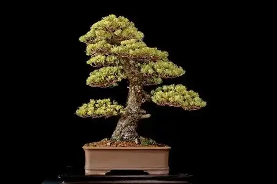 盆景 #盆栽 #五叶松盆景 #日本五针松 #地球宝五叶松  - 抖音