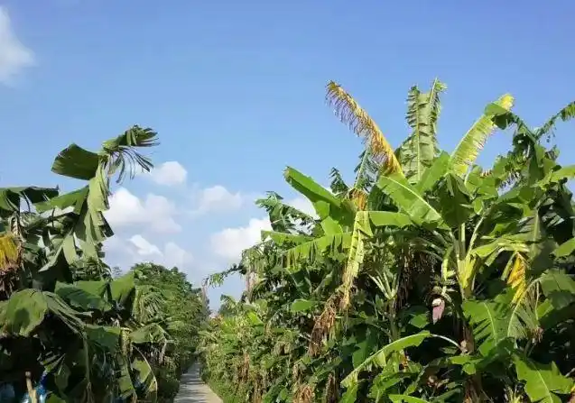 人物香蕉园深处的白马老师