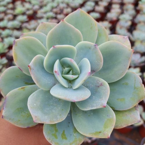 多肉植物白凤大老庄室内盆栽组合肉肉绿植花卉多肉植物