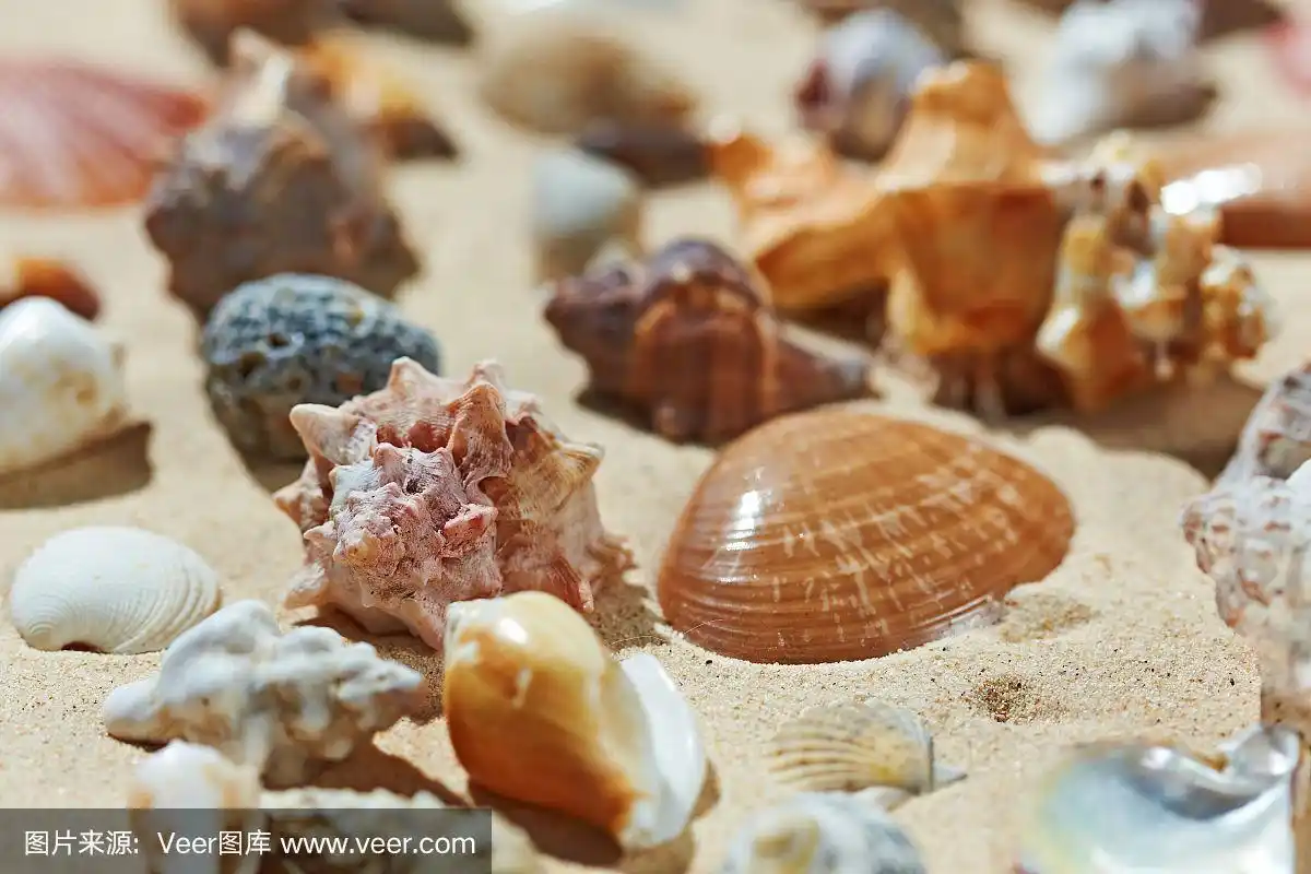 沙滩上的贝壳